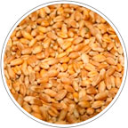 Пшеница твердая яровая